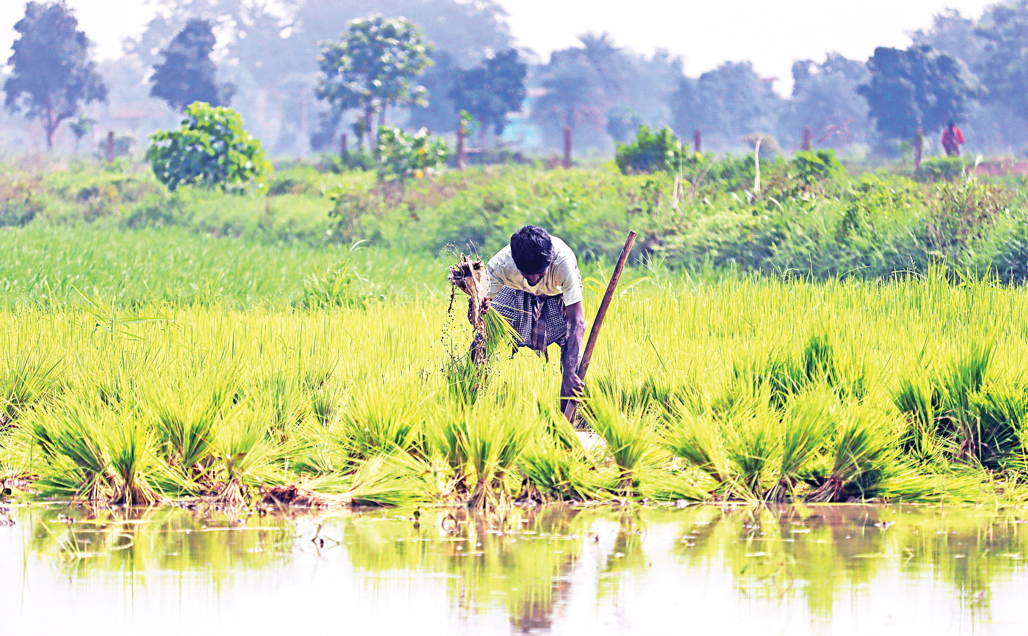 Climate change, agriculture and food security challenges