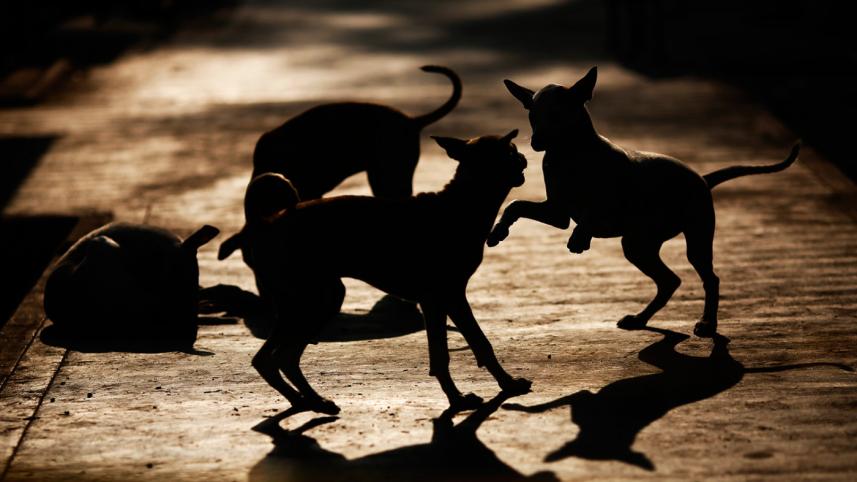 Dog removal move sparks outcry in Baridhara