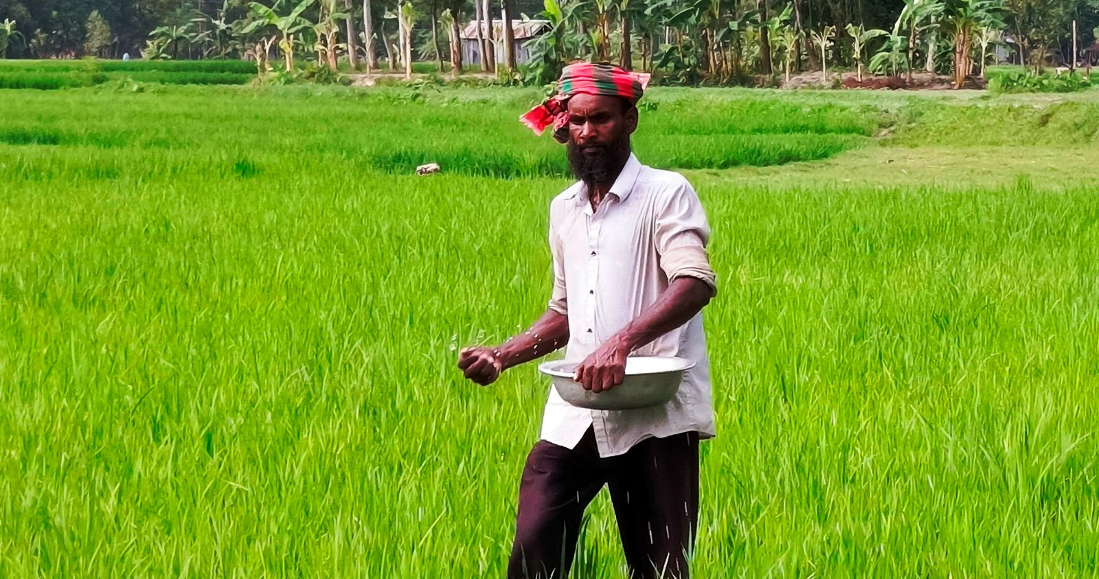 Rain brings relief to Rangpur’s Boro farmers, cuts irrigation costs