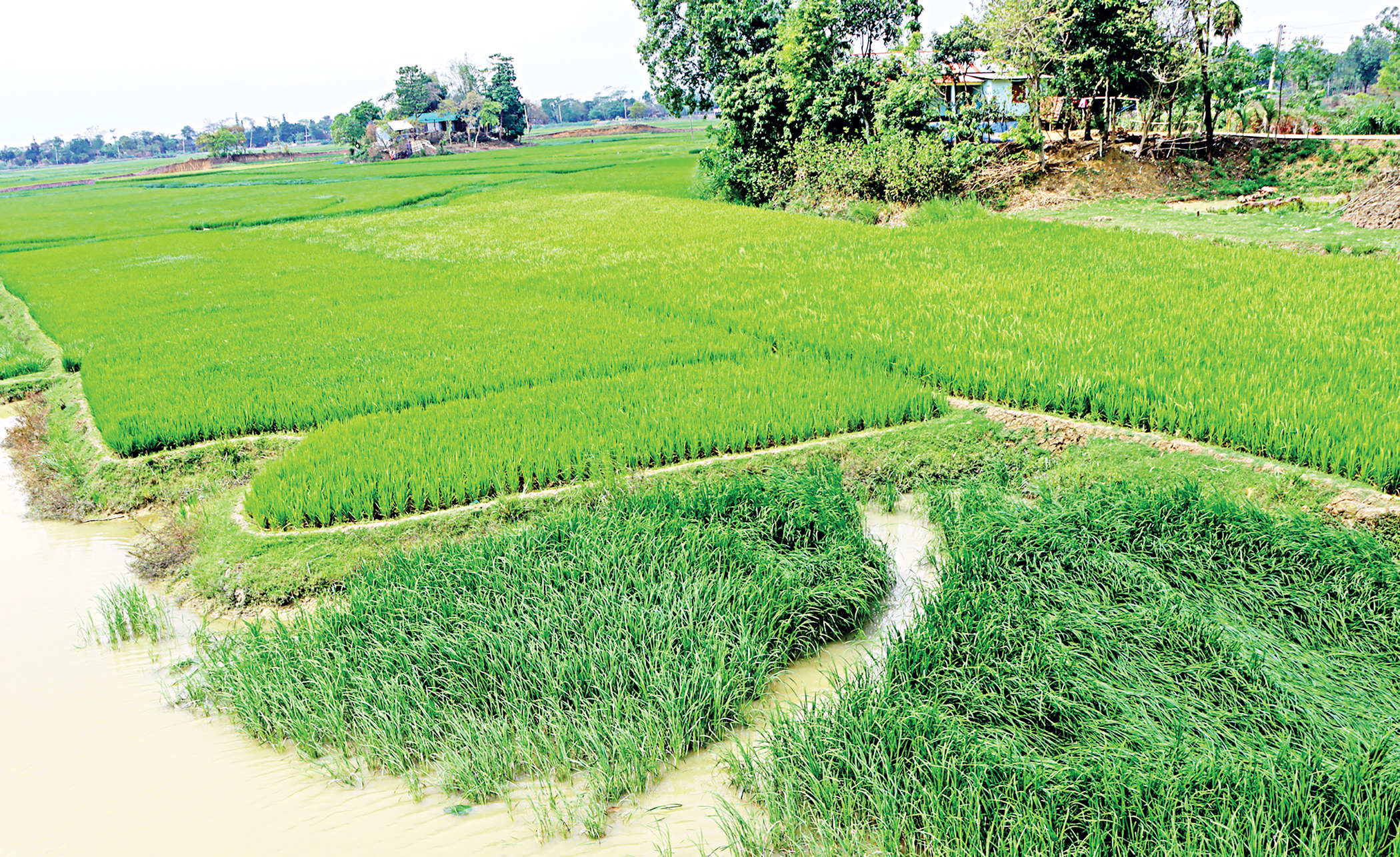 Rain brings relief to Boro farmers amid fuel crunch
