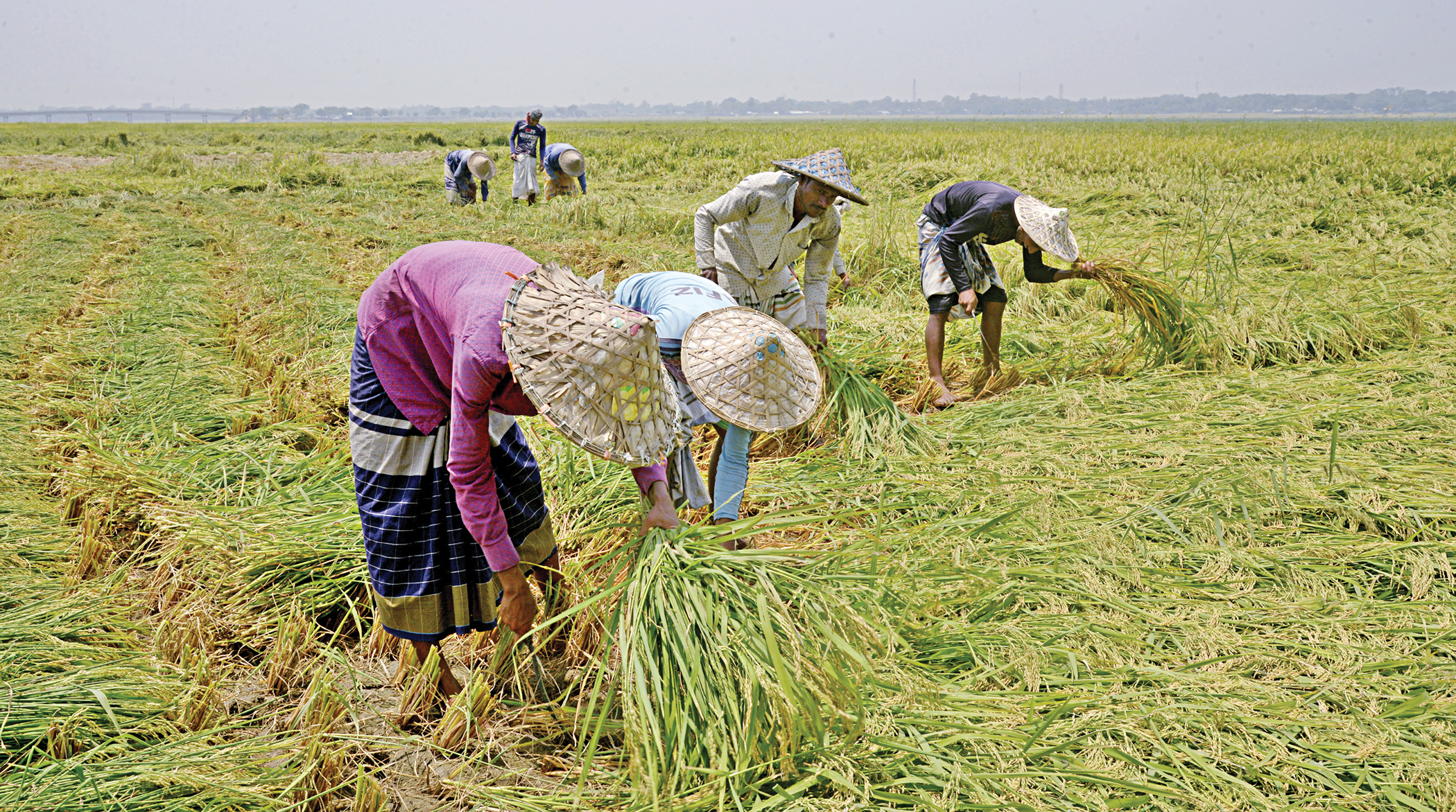 Govt sticks to old Boro price despite high production cost