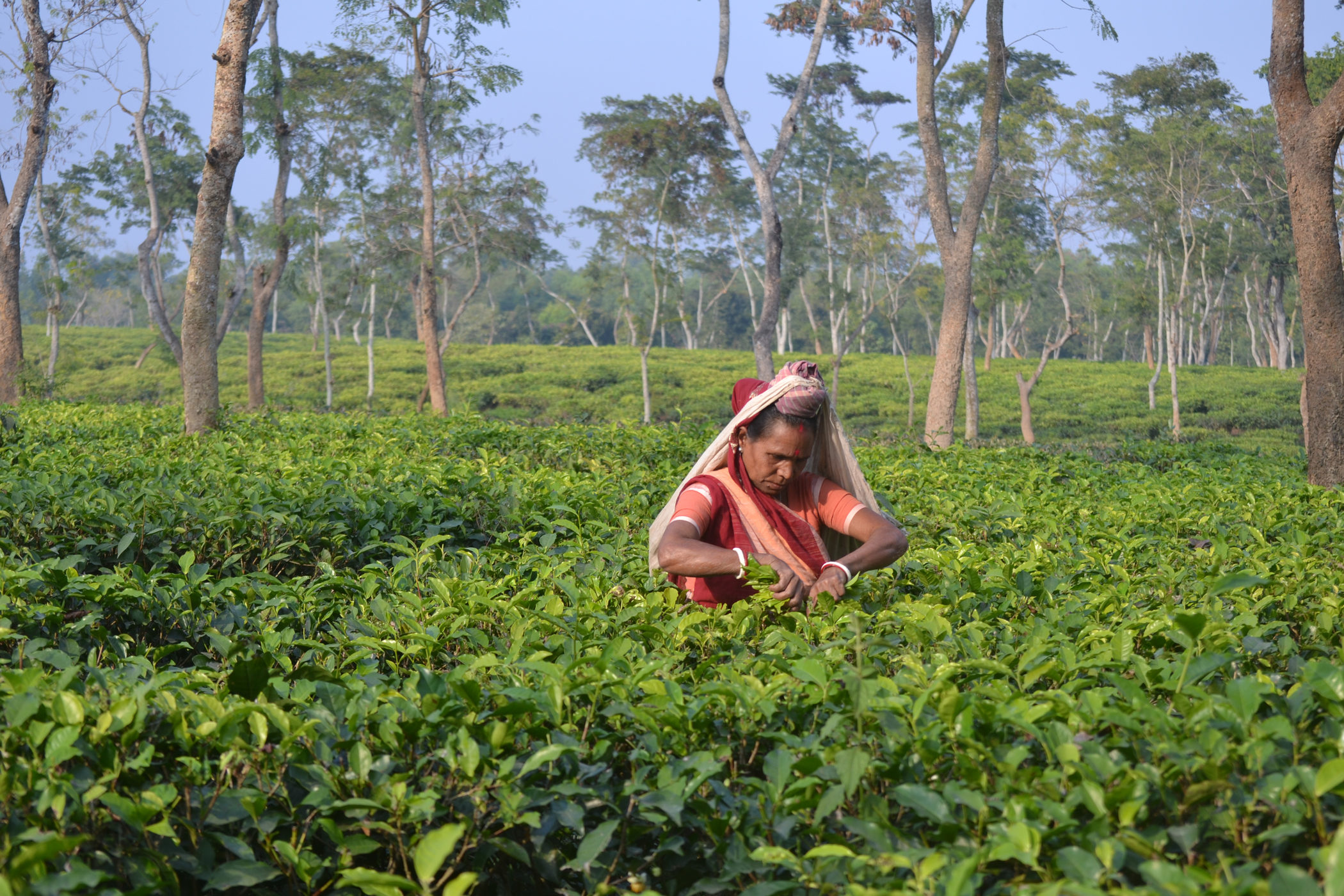 Tea Workers Day: Over a century since Mulluke Cholo, how much has changed for tea workers?