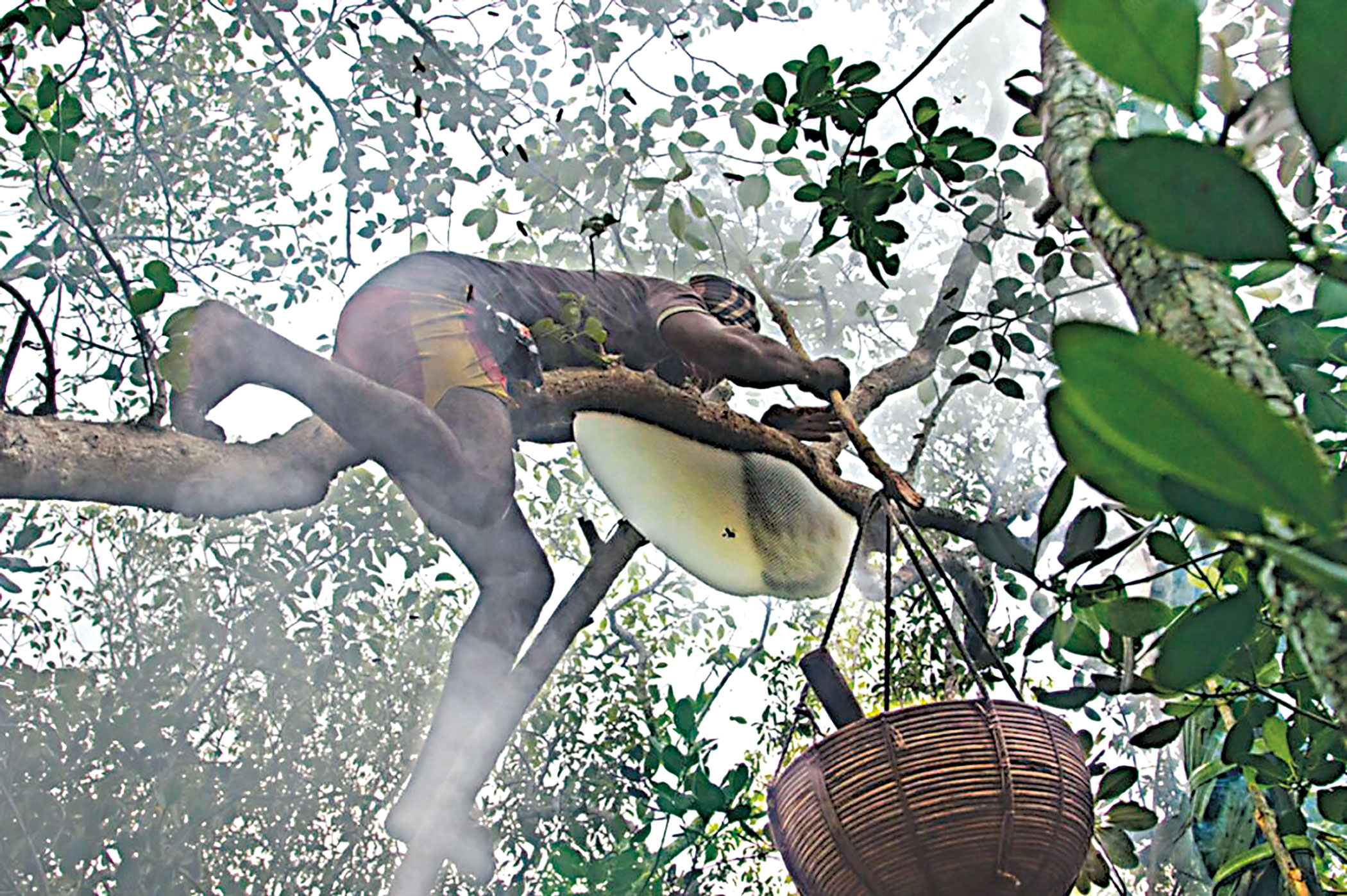 The living knowledge of Bonojibis and why it matters