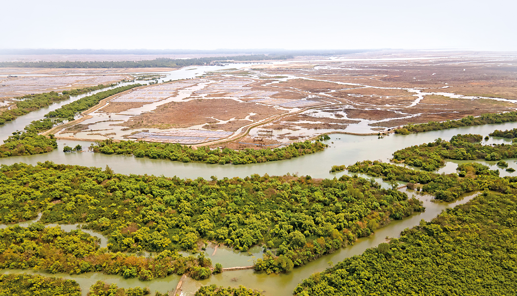The killing of Sonadia’s mangroves:  An eyewitness account