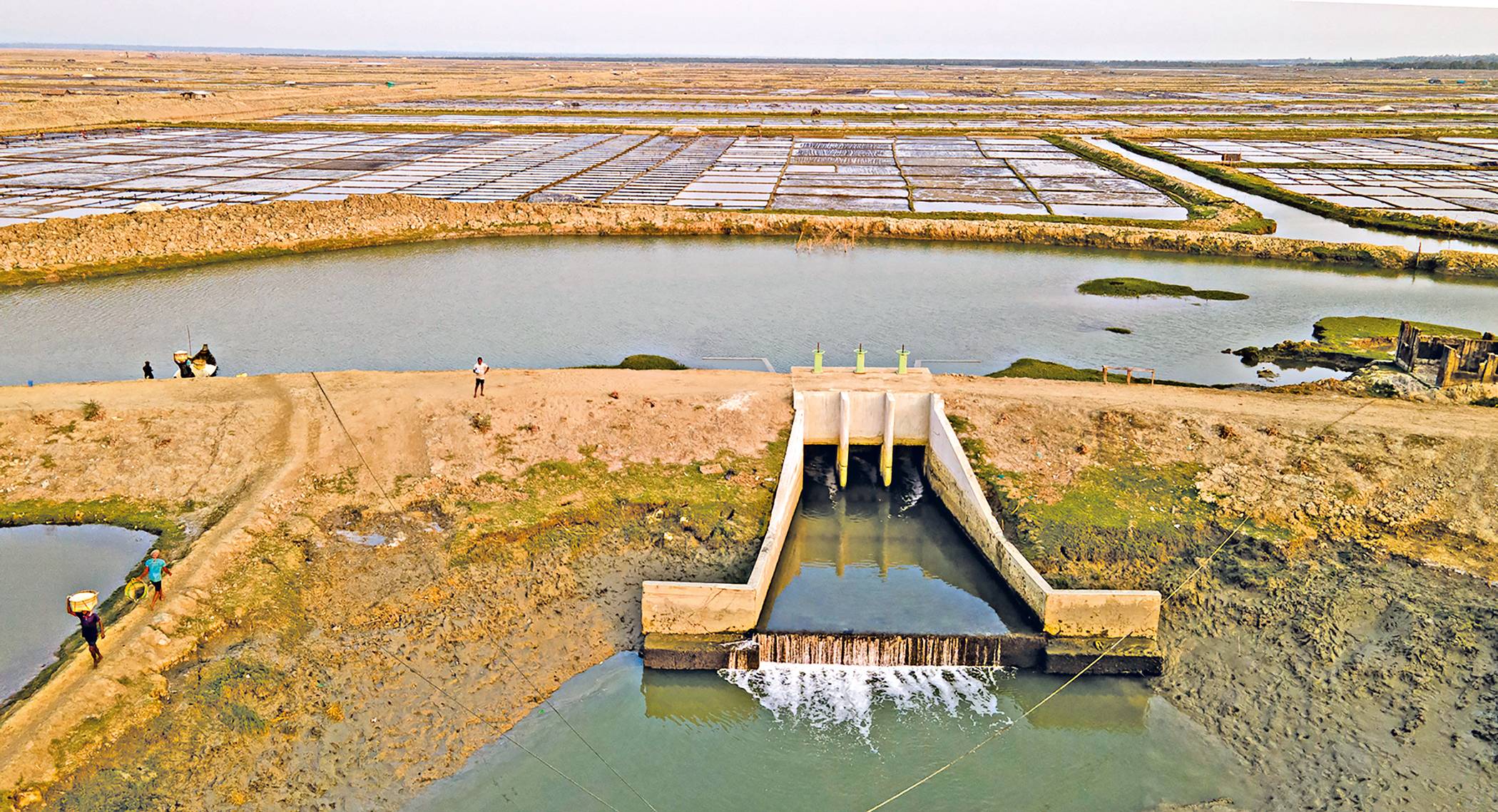 Can Bangladesh bring back the Chakaria Sundarbans?