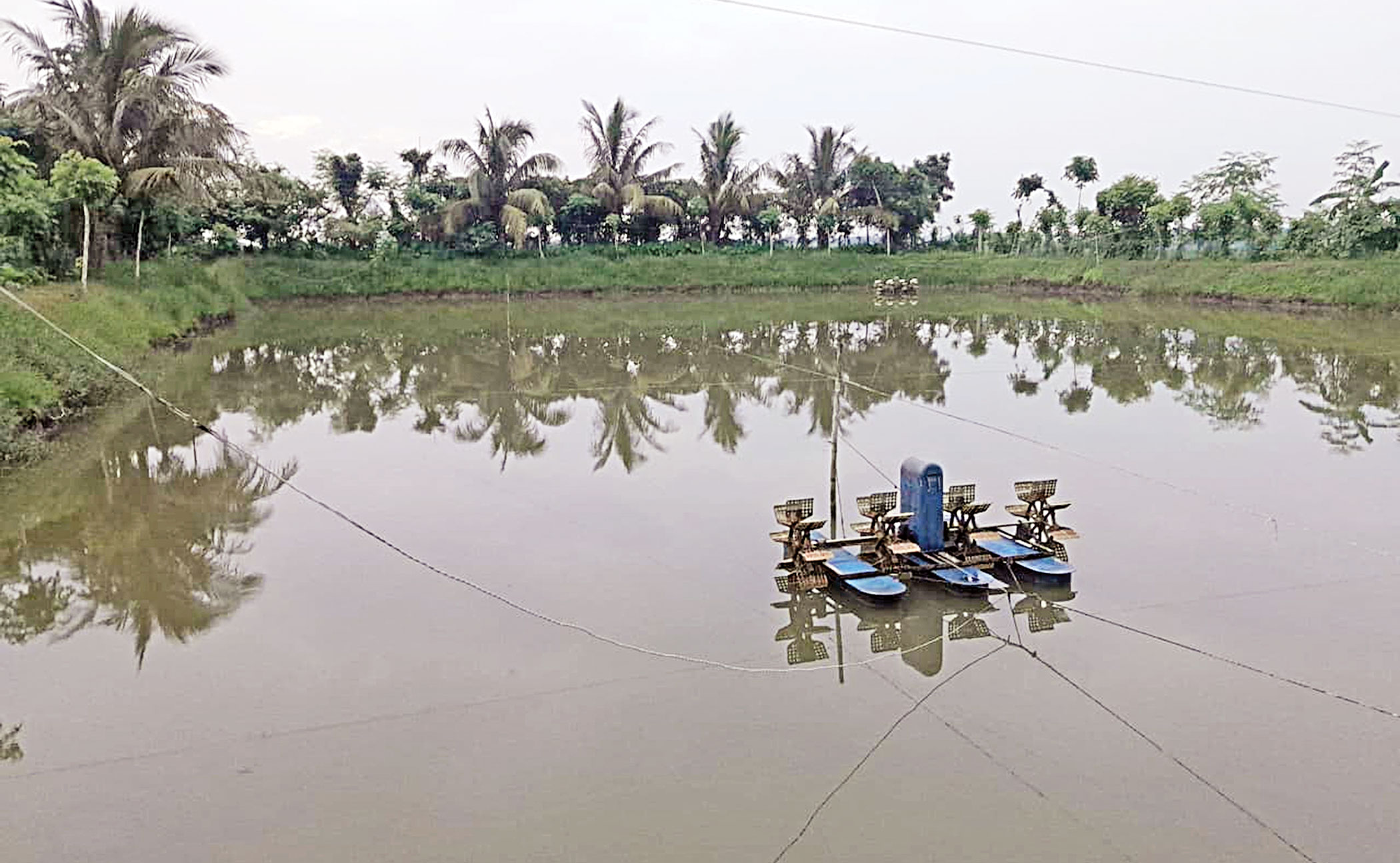 Power shortages threaten Khulna’s shrimp sector