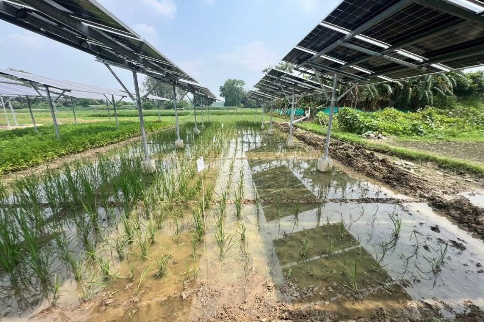 Bangladesh’s renewable policy: Still too little but not too late