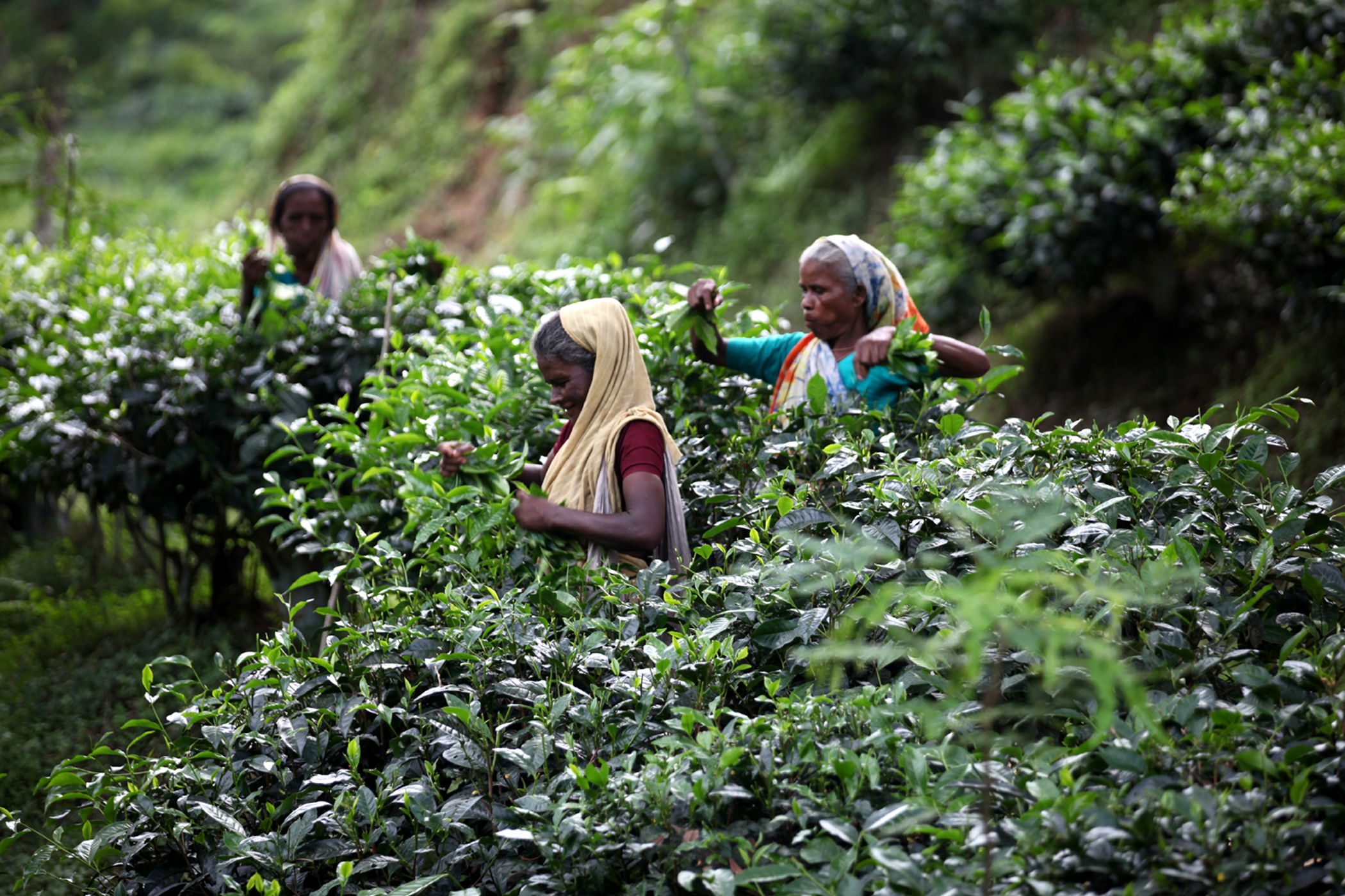  The tea industry must turn higher prices into sustainable growth