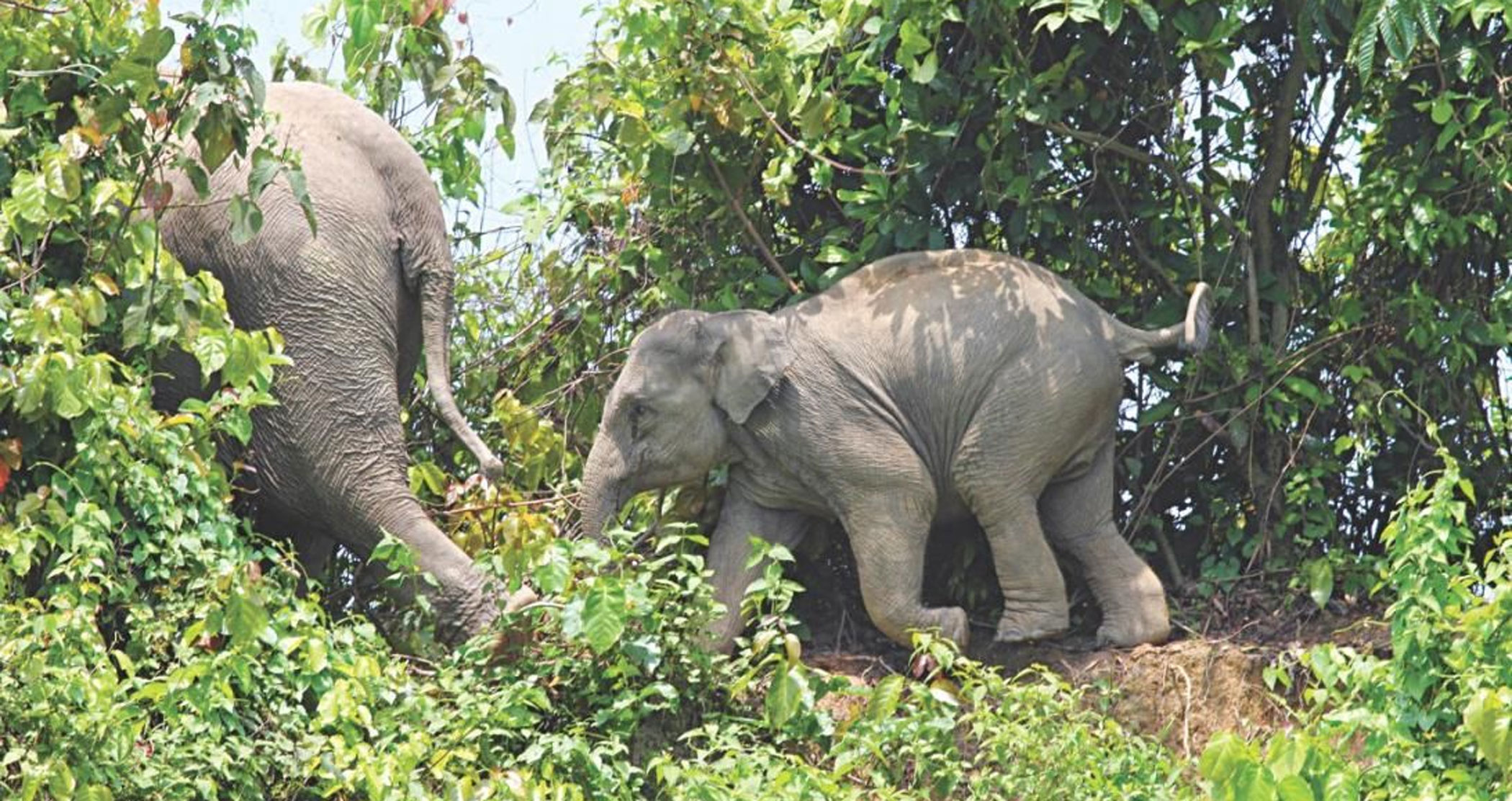 Shrinking wild spaces and the growing conflict between humans and animals