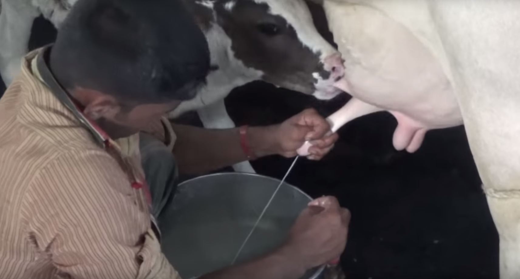 Lead, pesticides in milk
