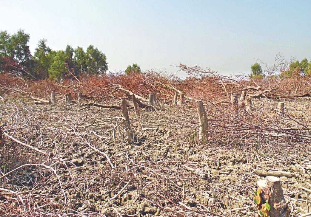 Forests are no one's property to destroy at will