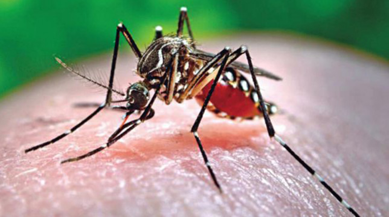 Dengue Control: Kolkata shows the way