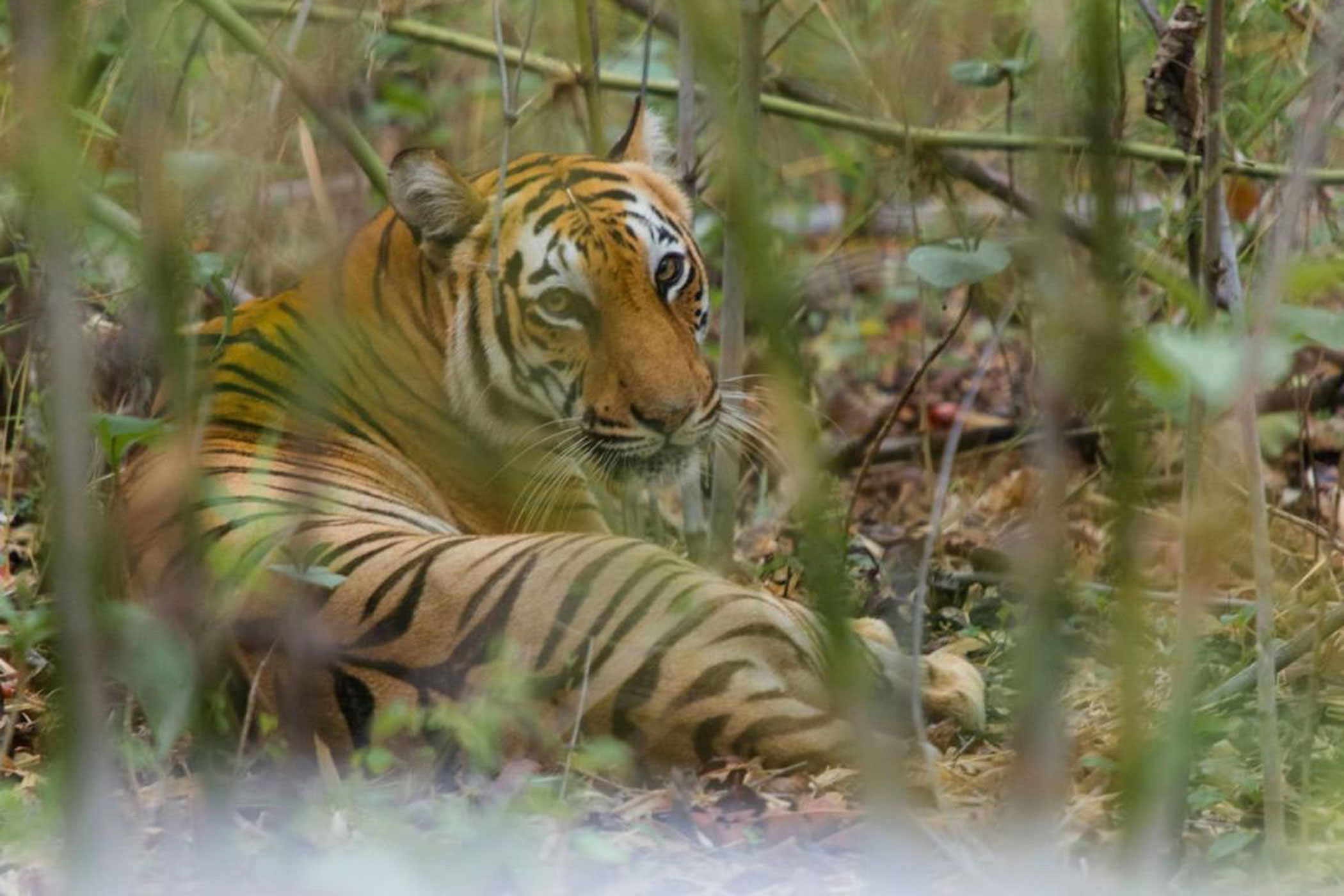We’ve talked enough about biodiversity. Let’s try to save it now