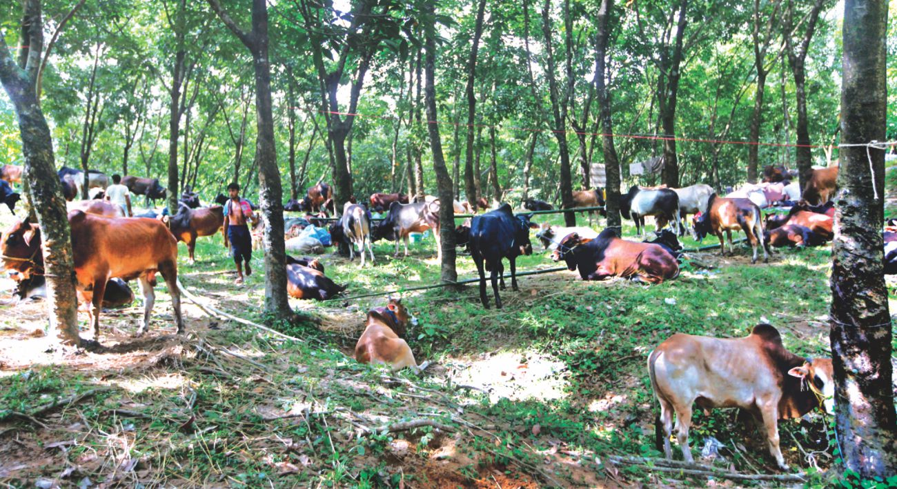 Illegal and thriving