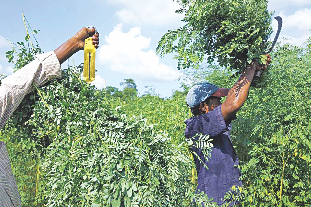 Local indigo goes global