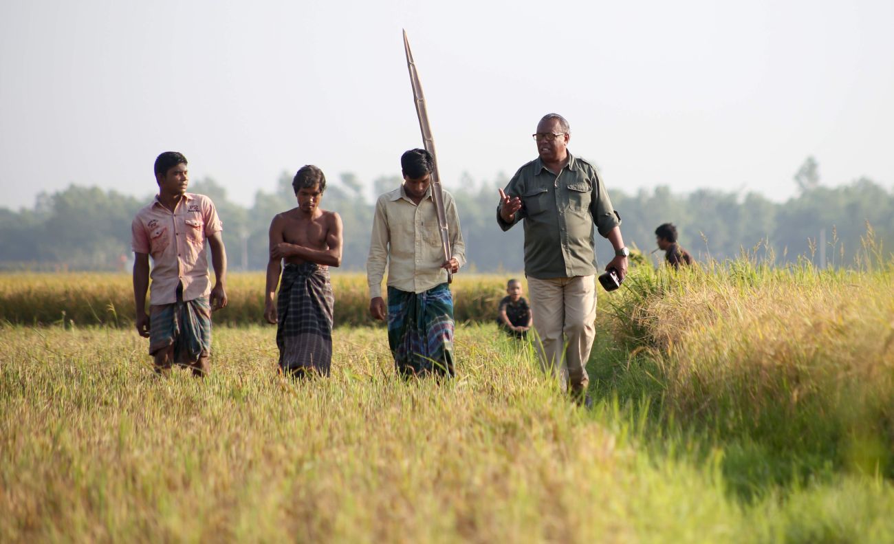Fall in paddy price frustrates growers
