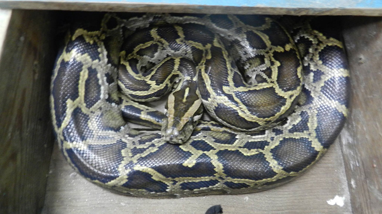 Mistaken as Russell’s Viper, python beaten to death in Ctg