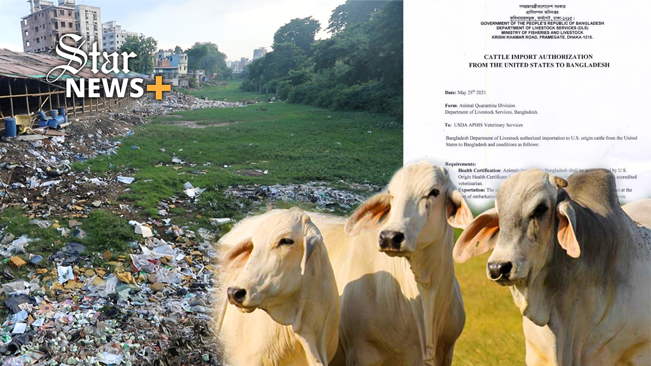 Crimes behind Brahman cows