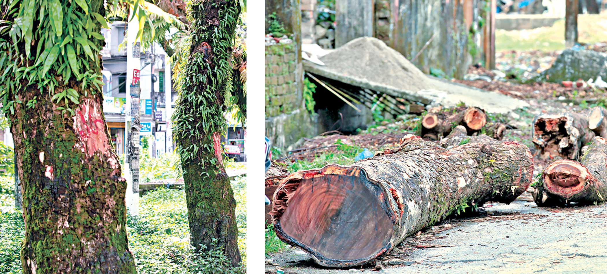 Felling trees for development can’t be the norm