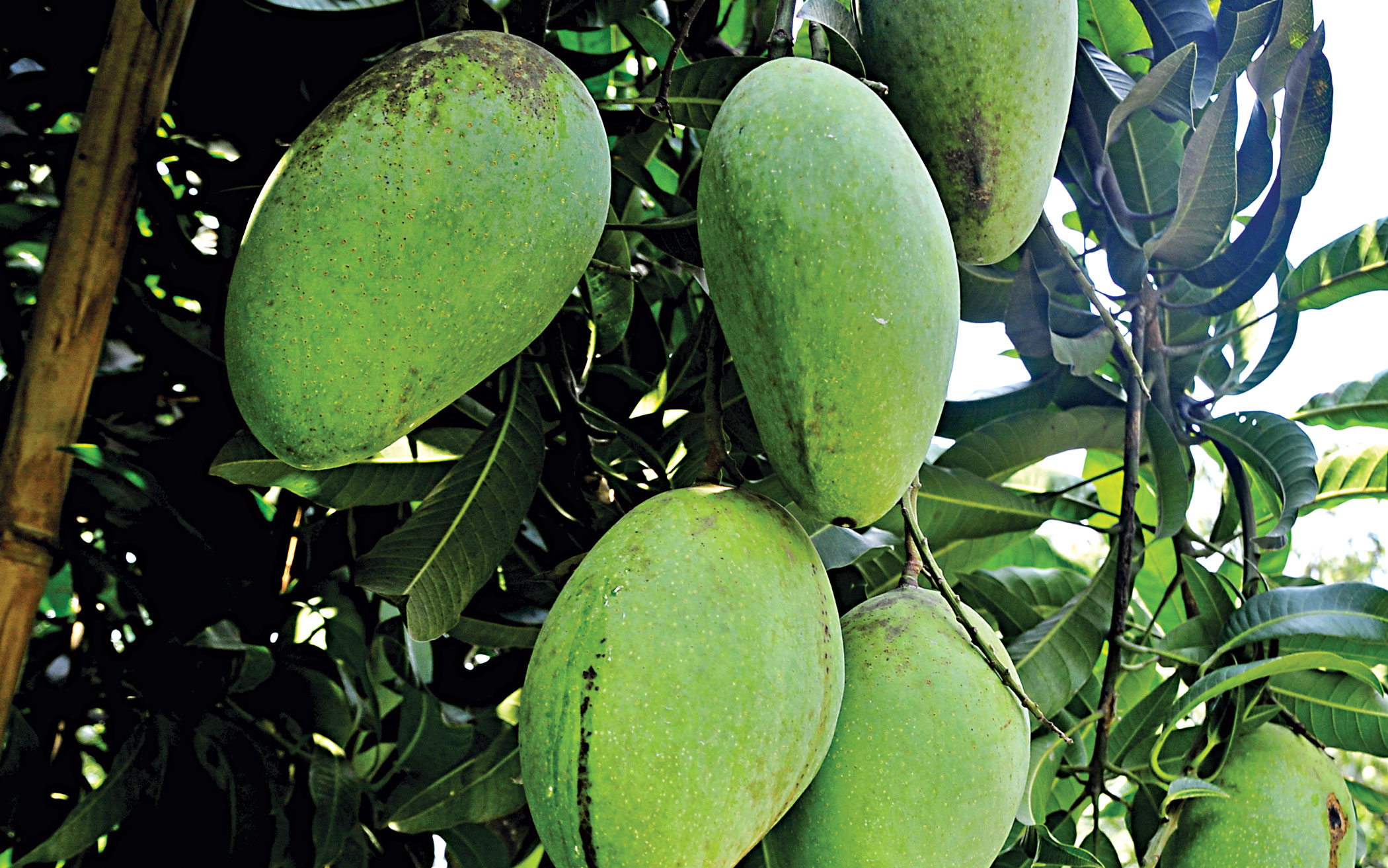 Tussle over Fazli mango’s origin
