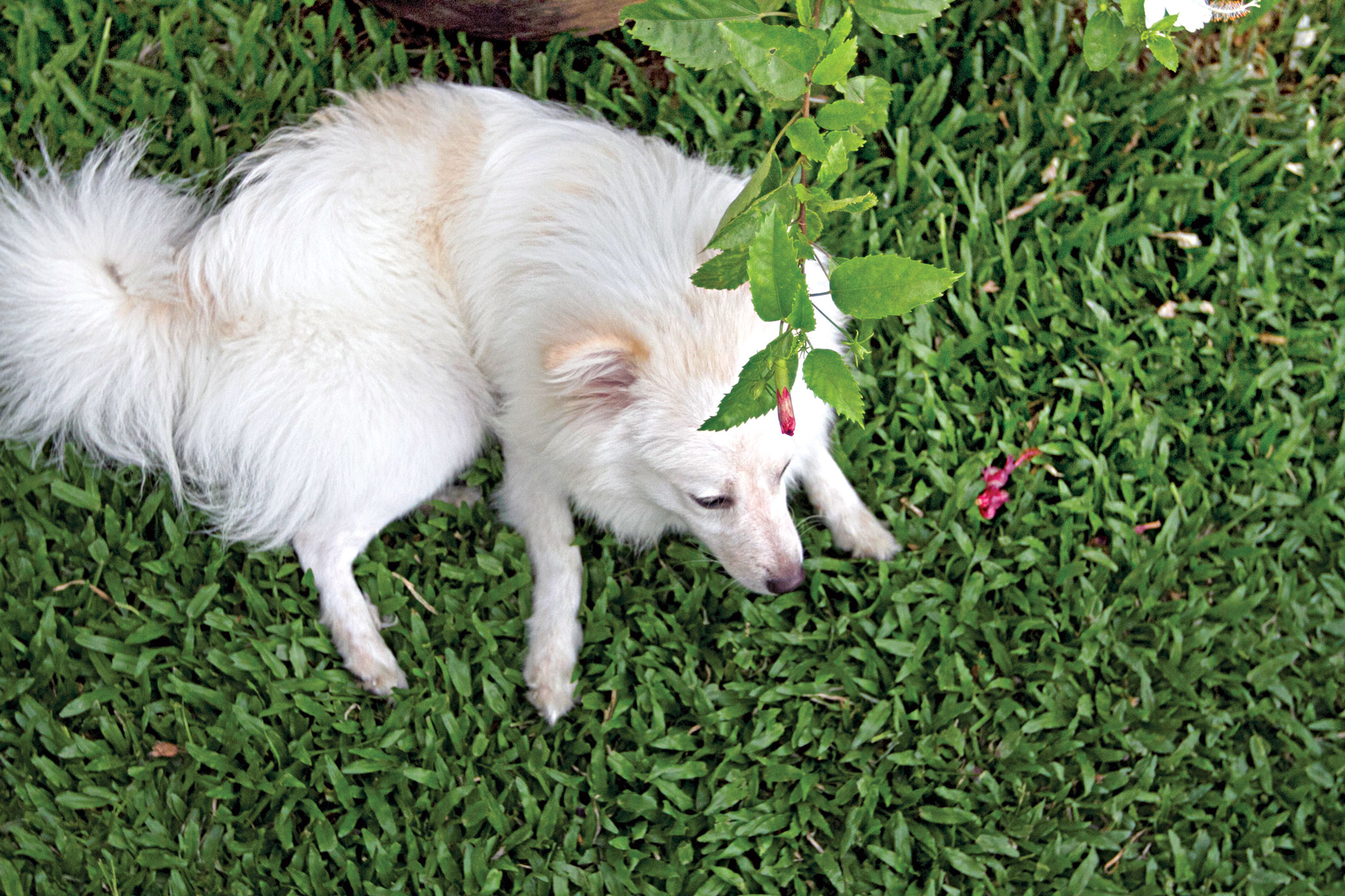 The ultimate guide  to pet grooming  in Dhaka