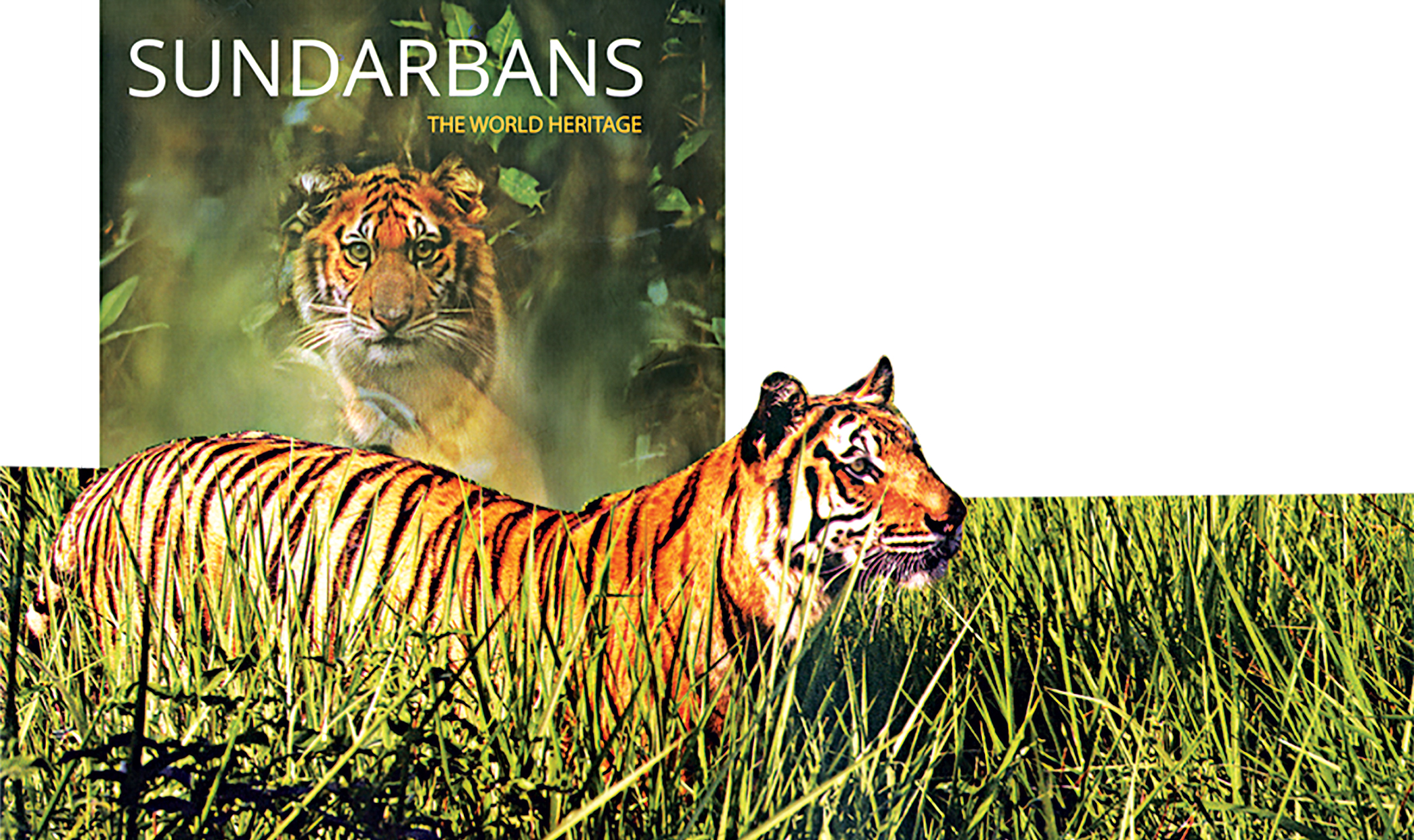 Mapping the mangrove forest