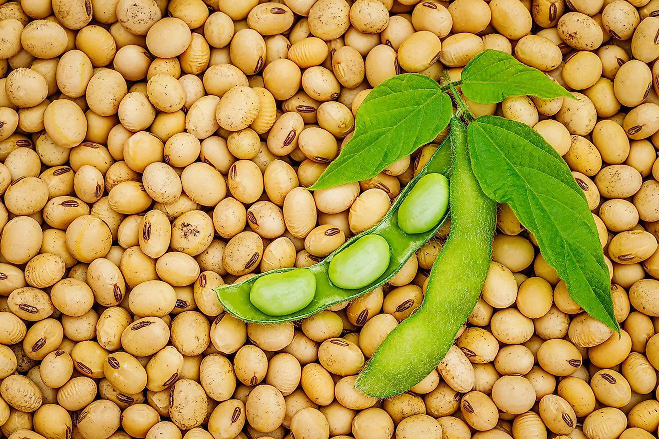 5 ways soybean imports benefit Bangladesh amid US-China trade war