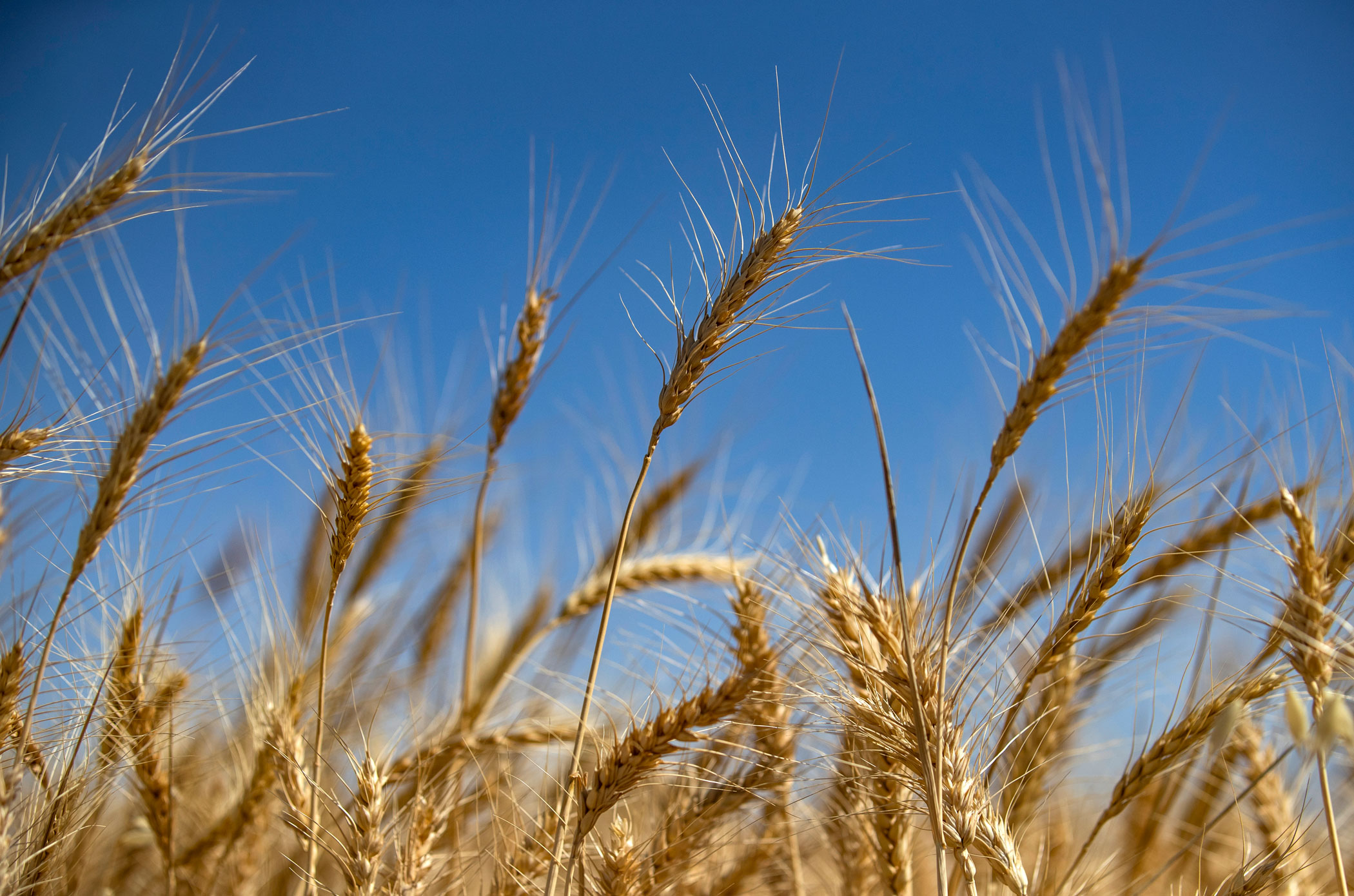 Bangladesh seeking wheat from Russia, officials say