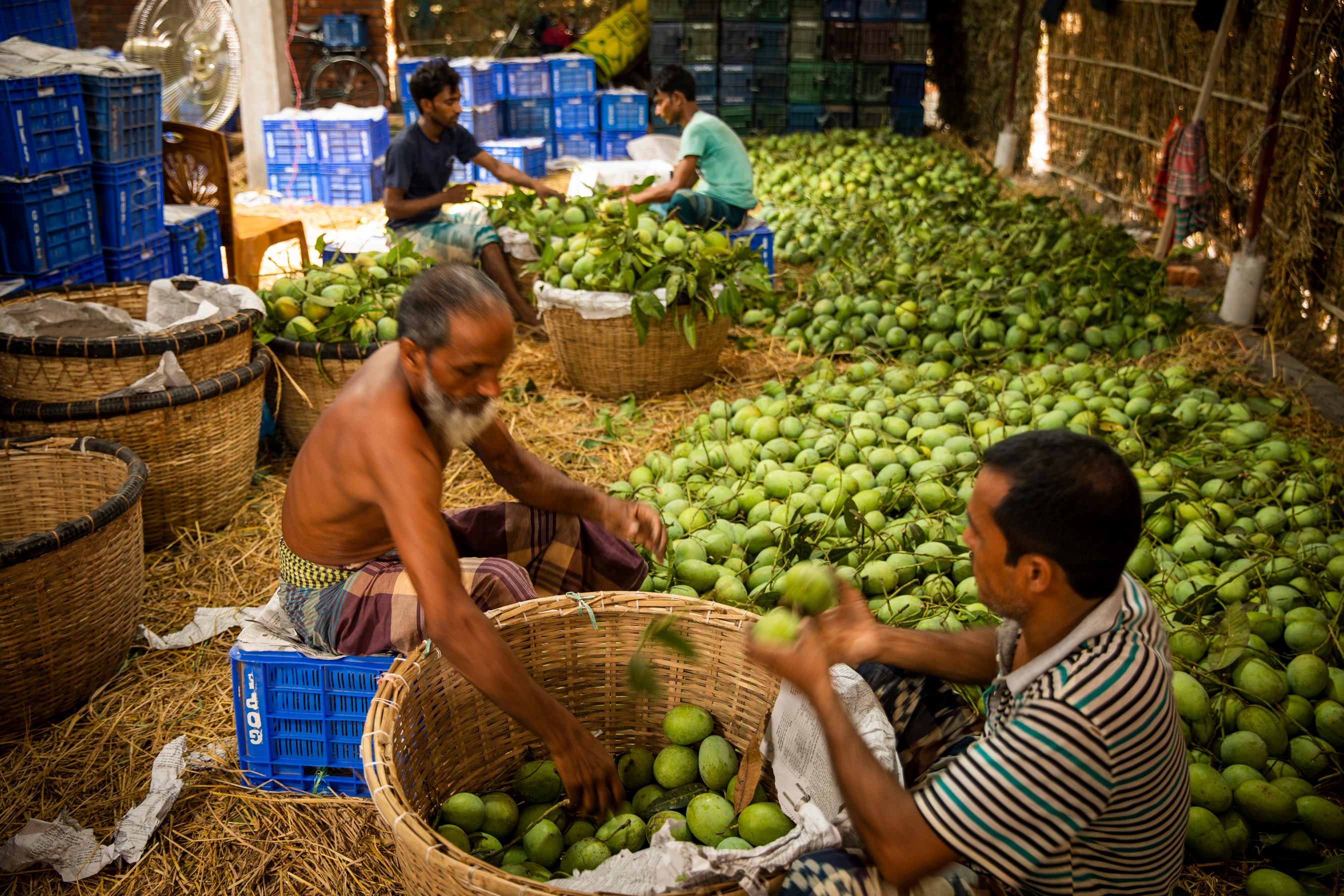 Modern mango processing plant opens in Gabtoli