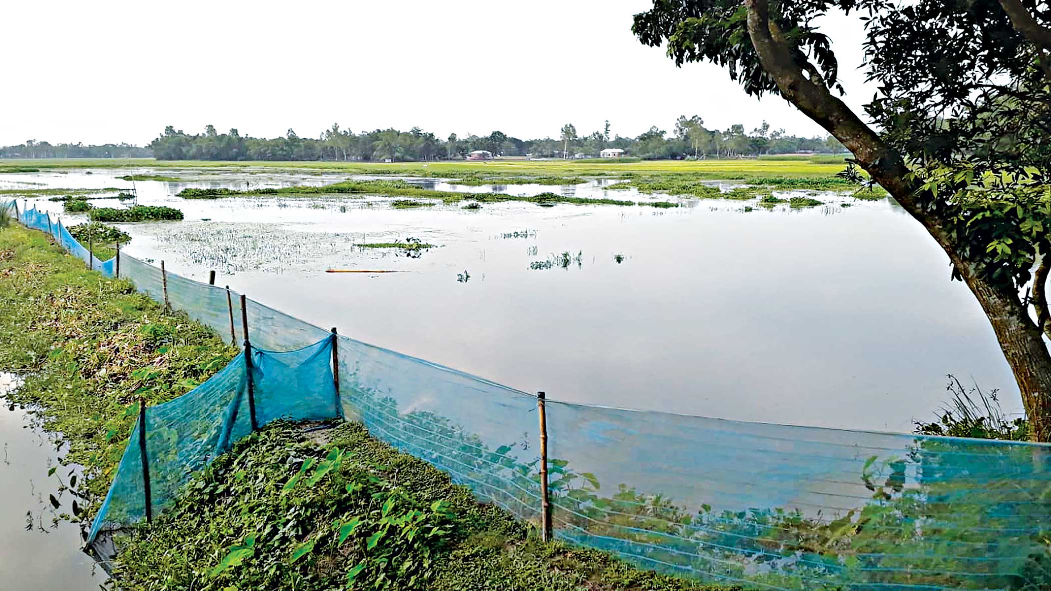Floods reach Rangpur: Experts fear heavy losses in fish, cattle and agriculture