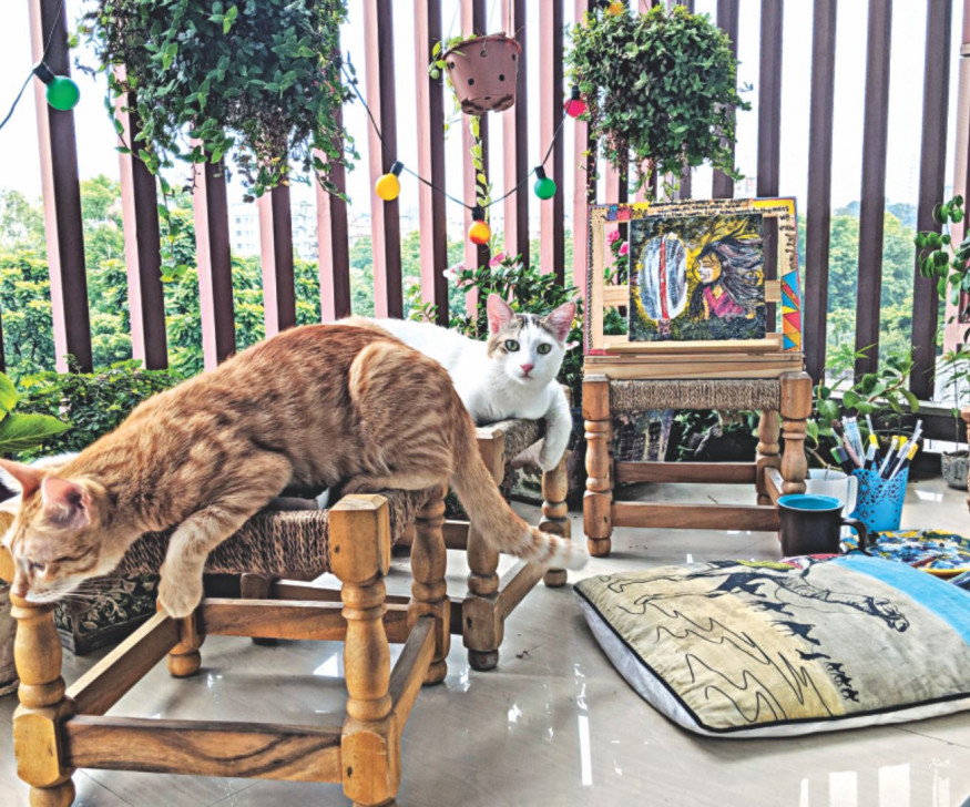 My cats, my safe space