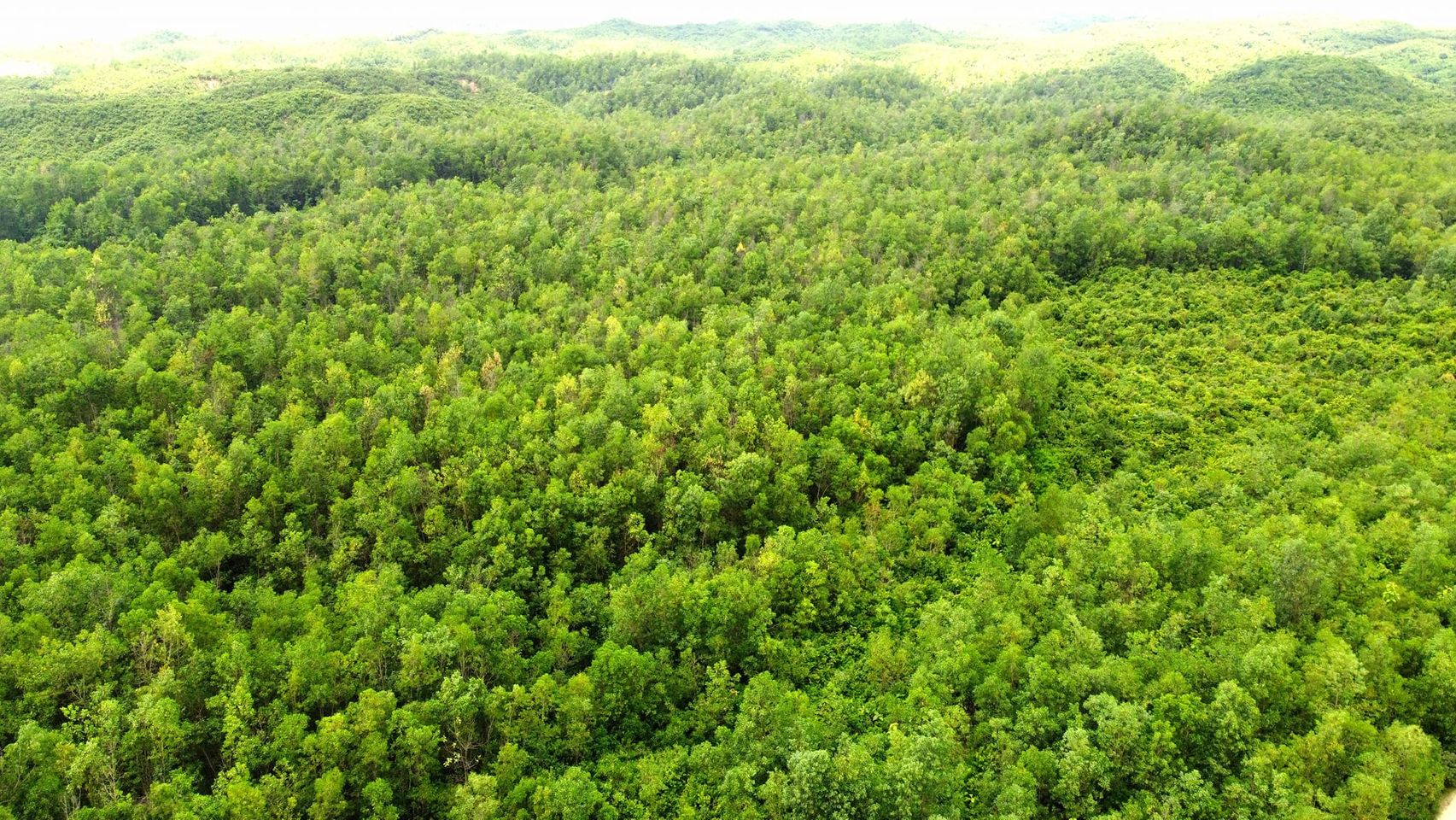 Forestland taken for training centre