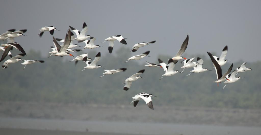 An ode to Bangladesh's migratory birds