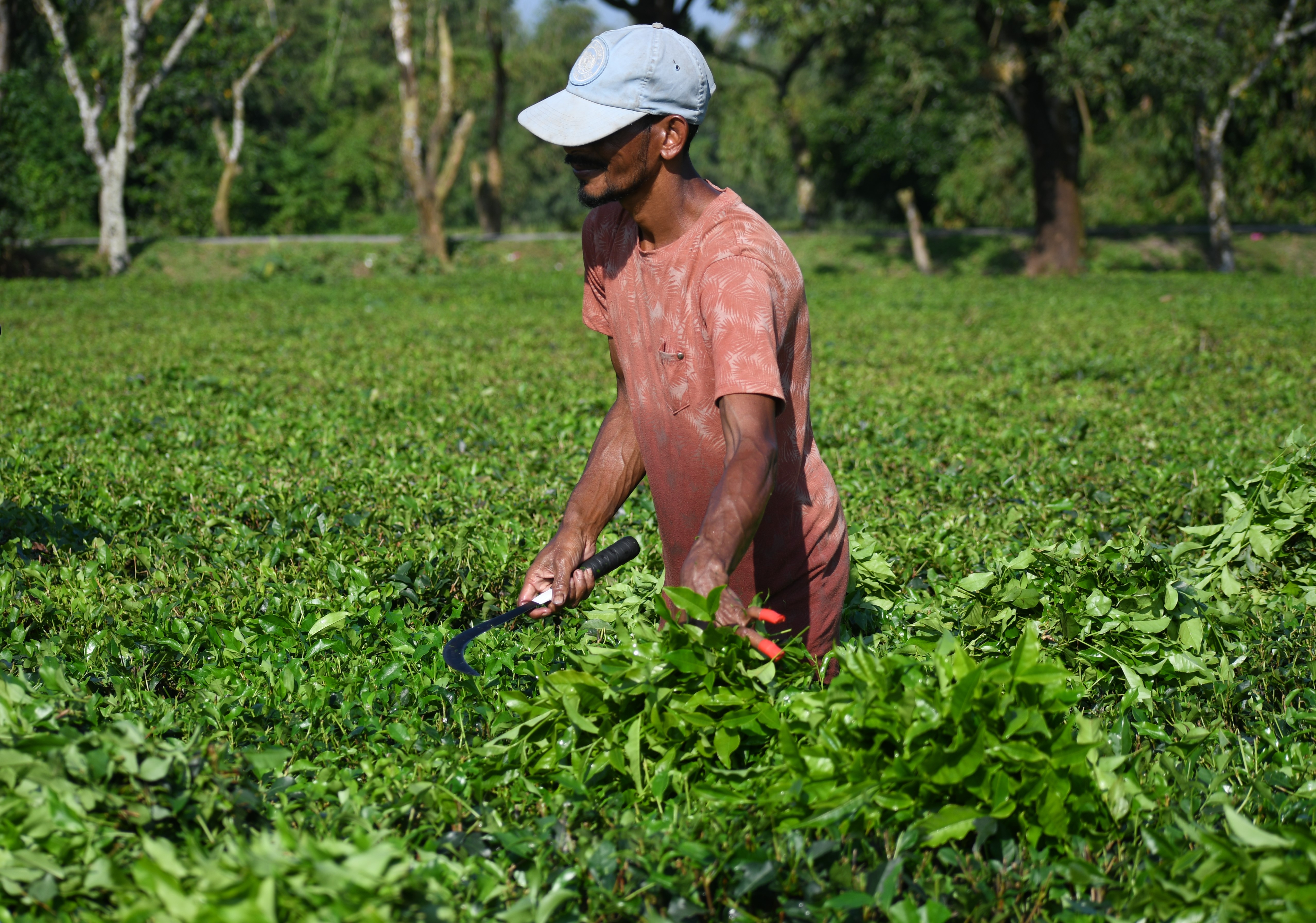 Northern tea farming shrivelled by unfair prices