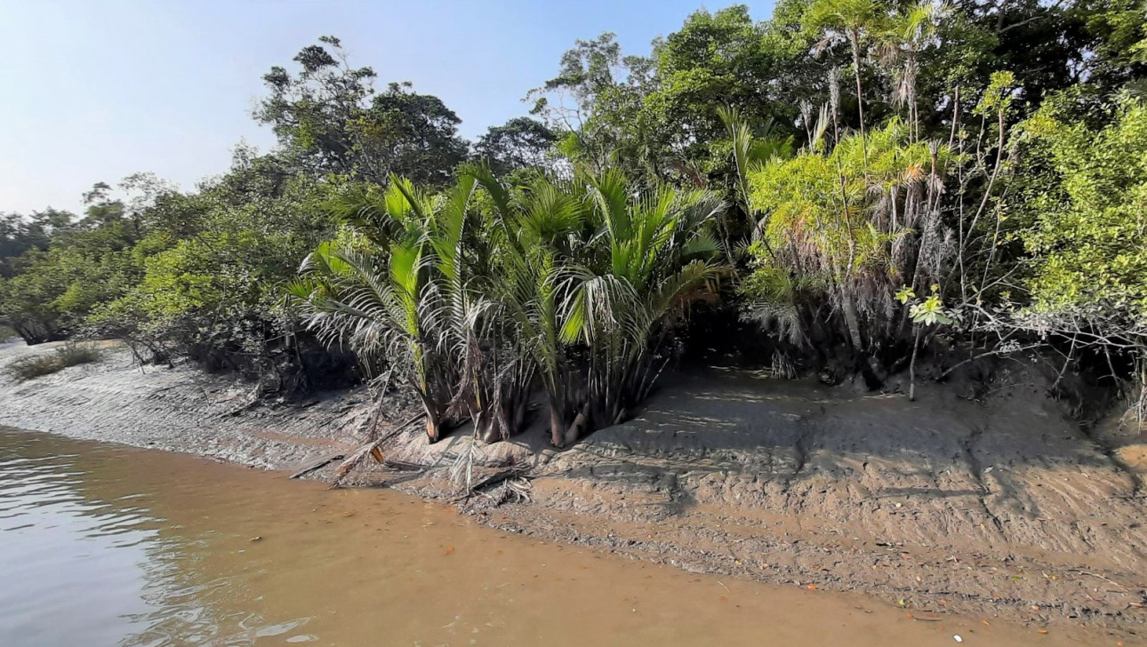 Mangrove forests: Nature's frontier between life and loss