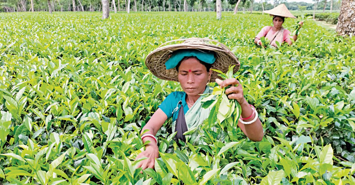 Why are tea garden workers trapped in a cycle of poverty?
