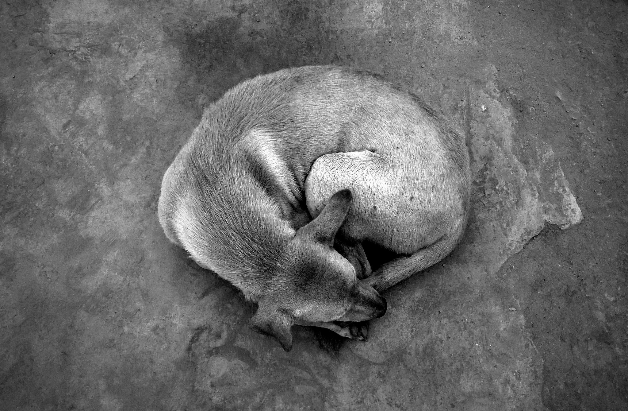 DSCC just can’t seem to get it right when it comes to dogs