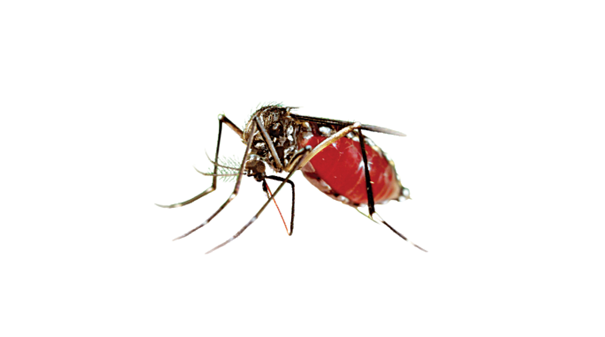 Highest dengue deaths last year
