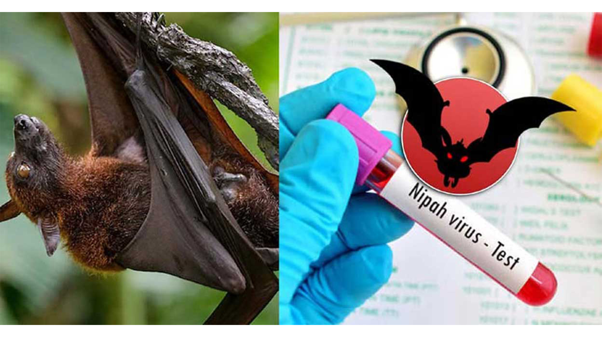 Nipah Virus: Don’t drink raw date juice