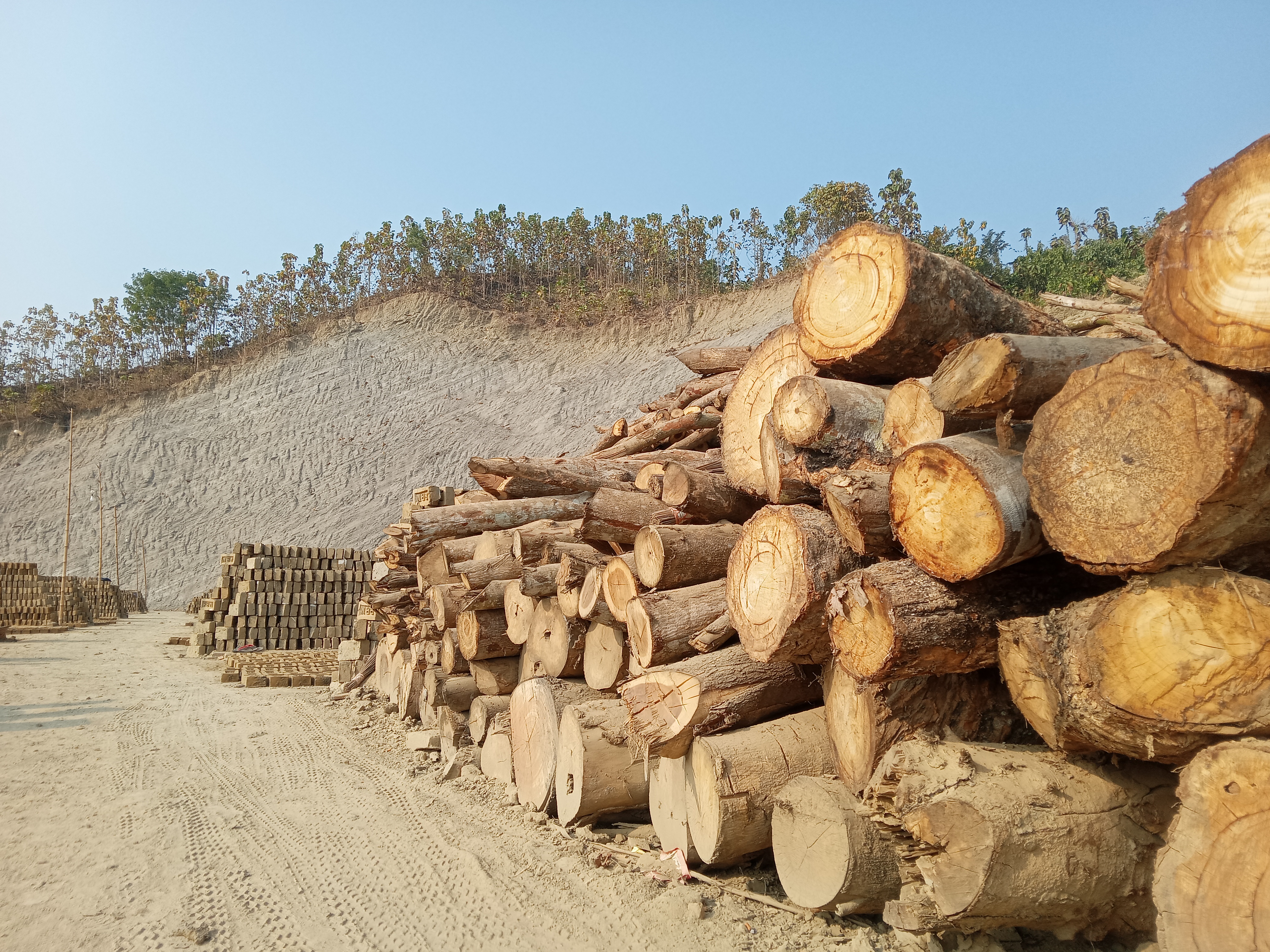 The ‘War on Trees’ is winning