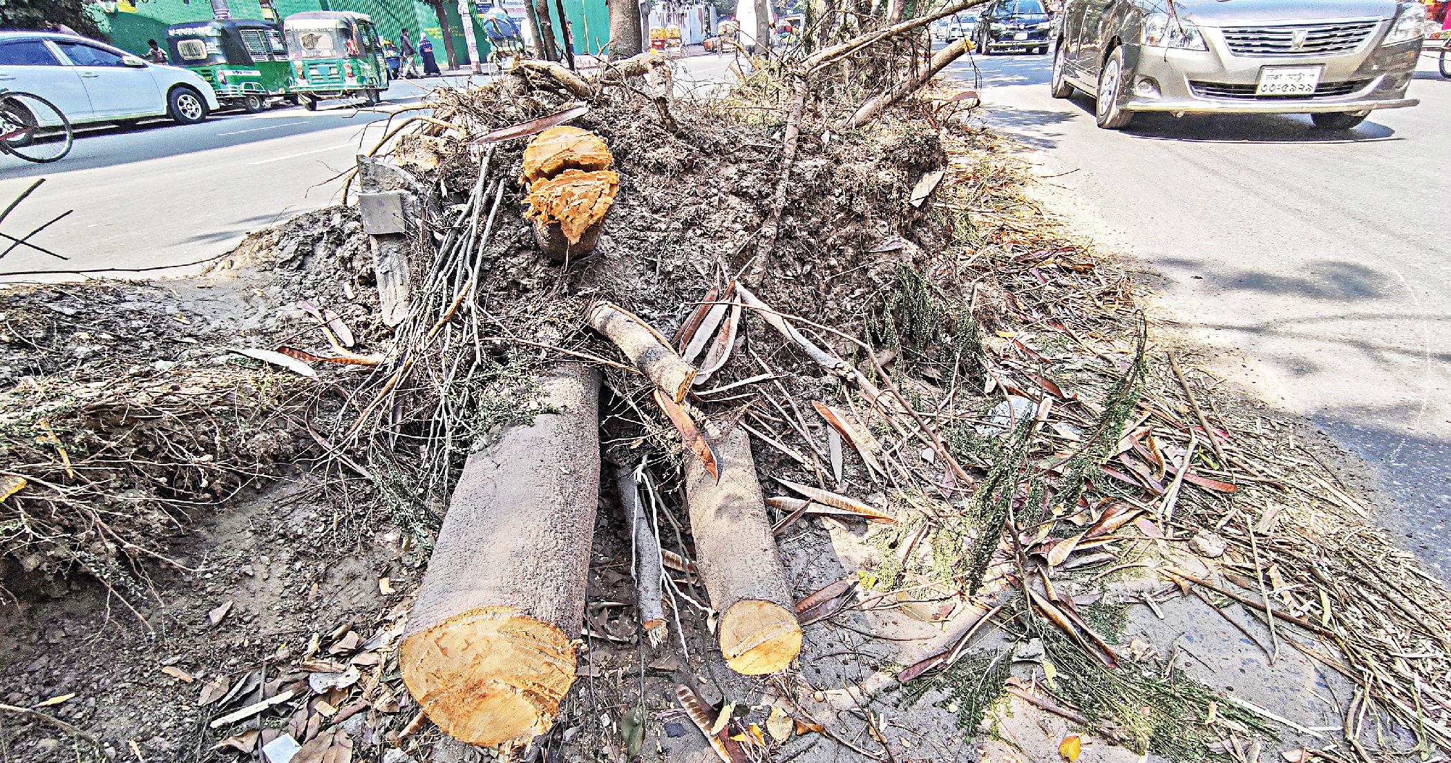 Trees fall victim to dev, once again