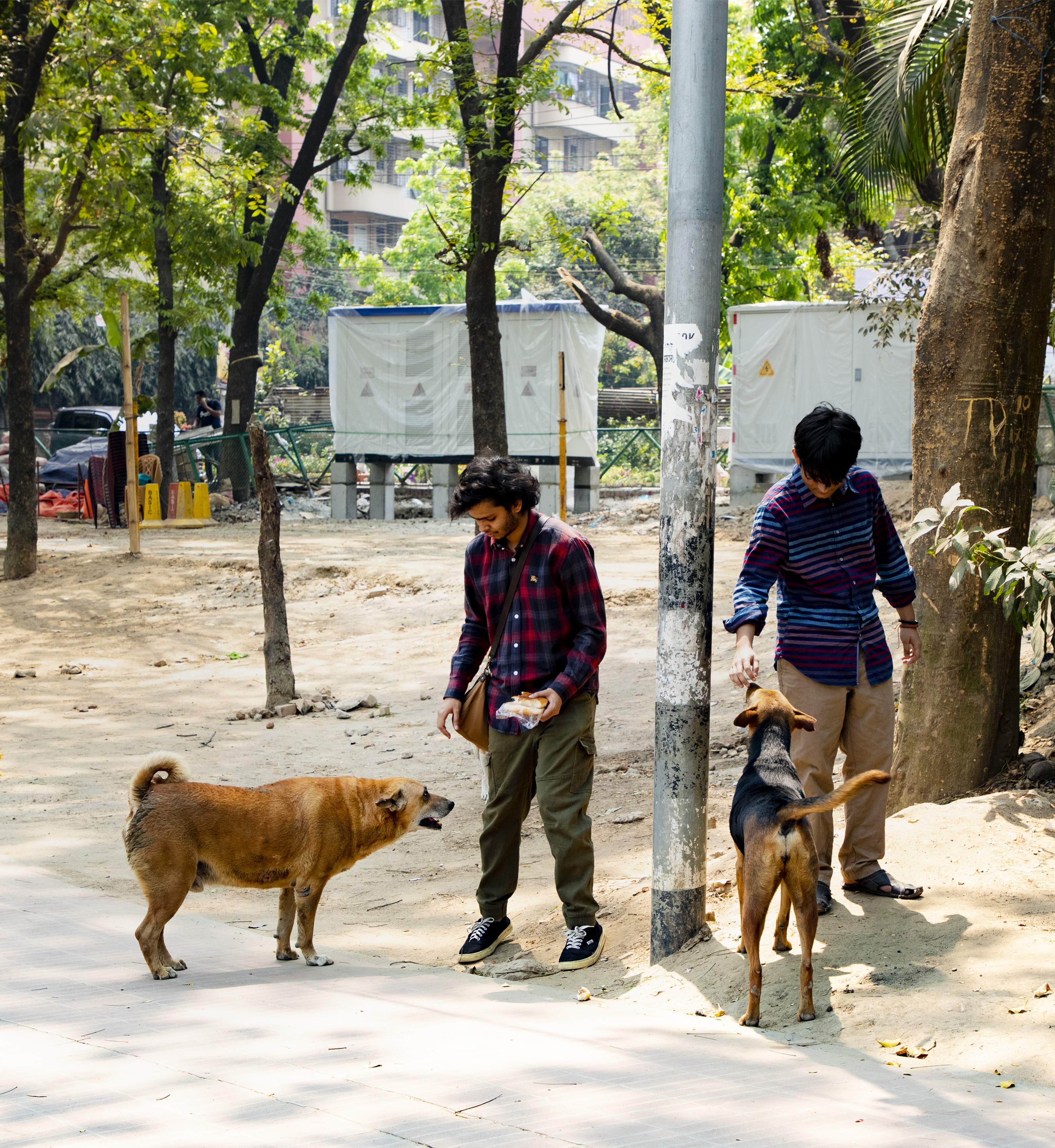 Caring for stray animals, the right way