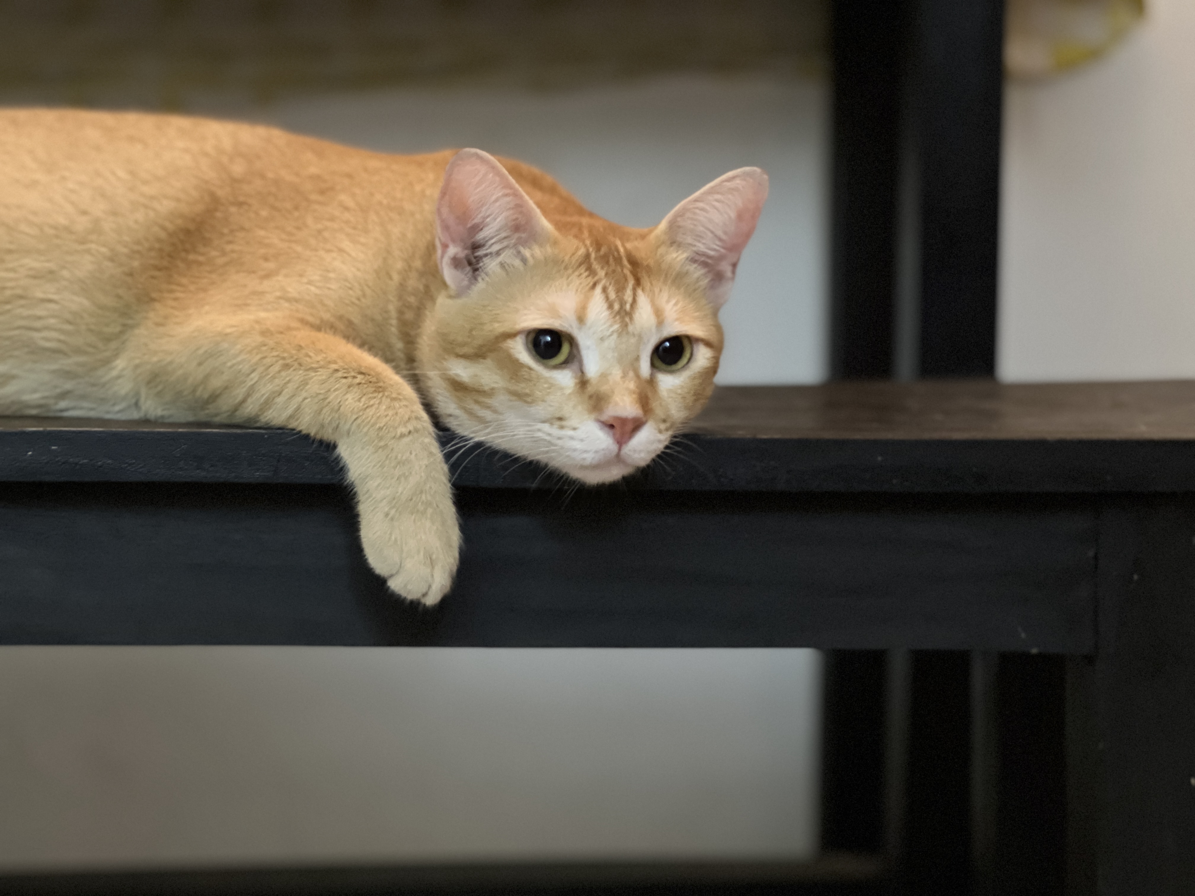 Traversing the ethical minefield of keeping pets