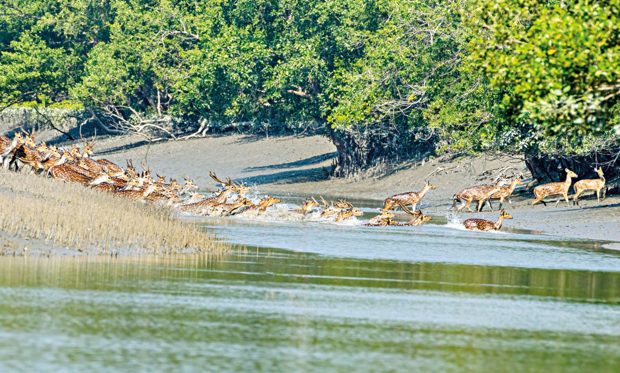 Besides forex reserves, nature needs replenishing too