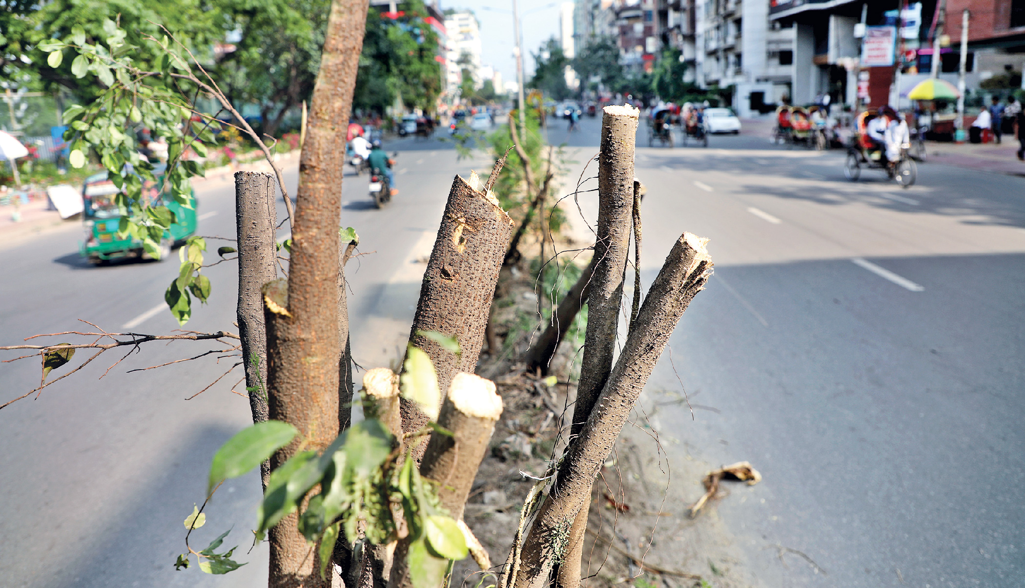 Saat Masjid Road: More trees felled in name of development