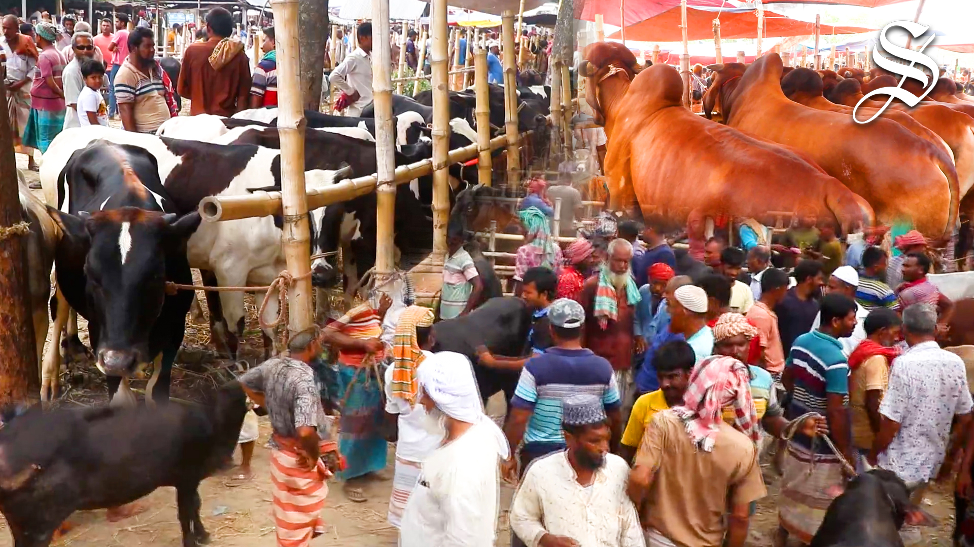Eid-ul-Azha: 19 cattle markets to be allowed in Dhaka