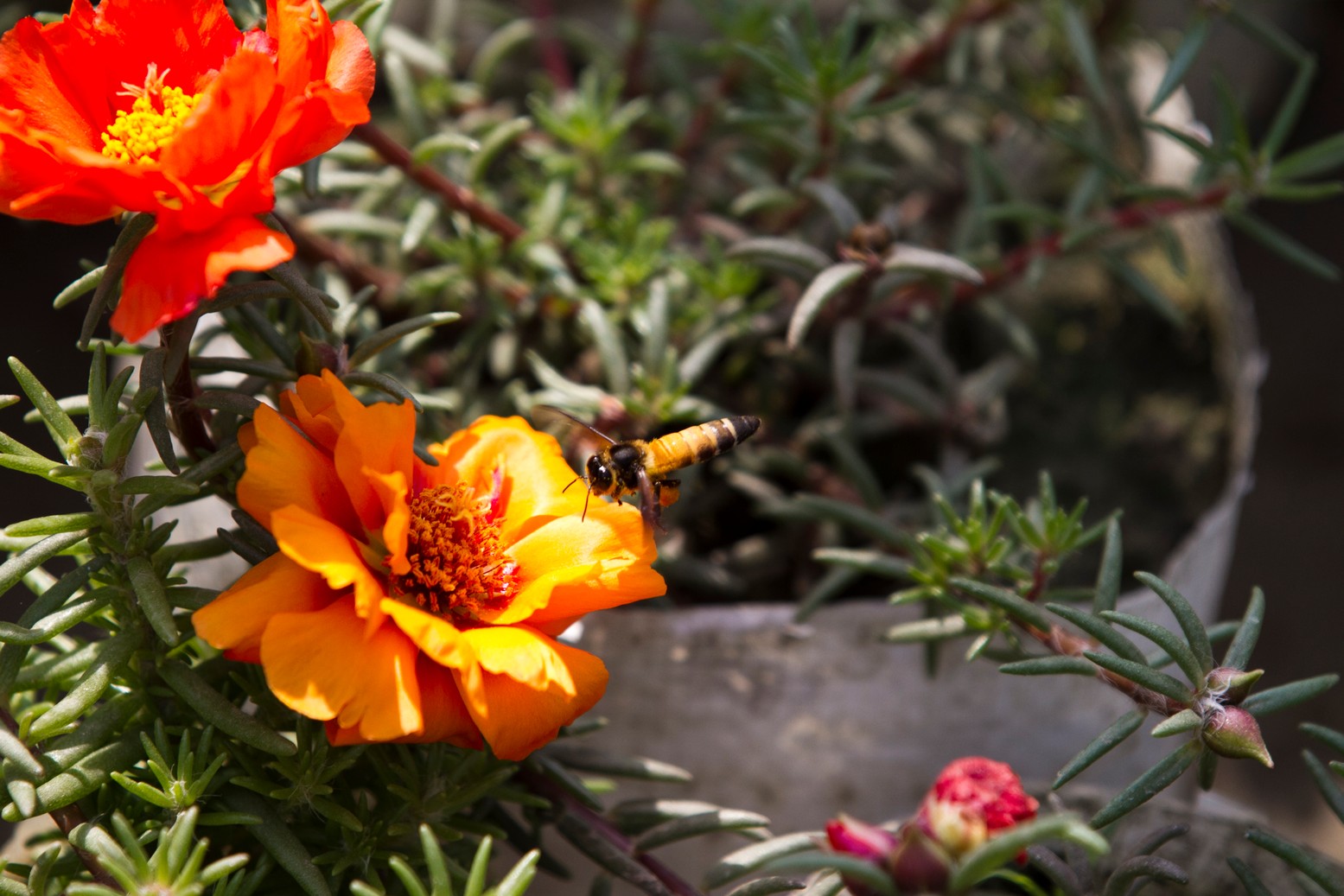 Consequences of climate change on gardening