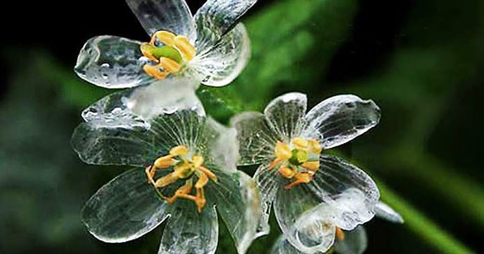 Diphylleia grayi