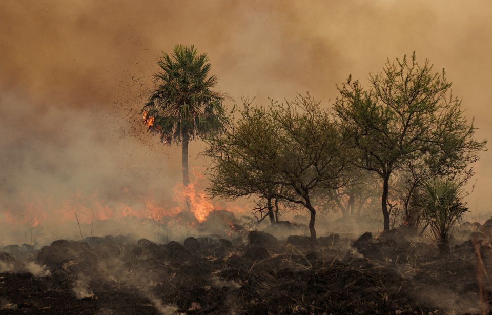 Wildfires aren’t just a threat to people. They’re killing off earth’s biodiversity.