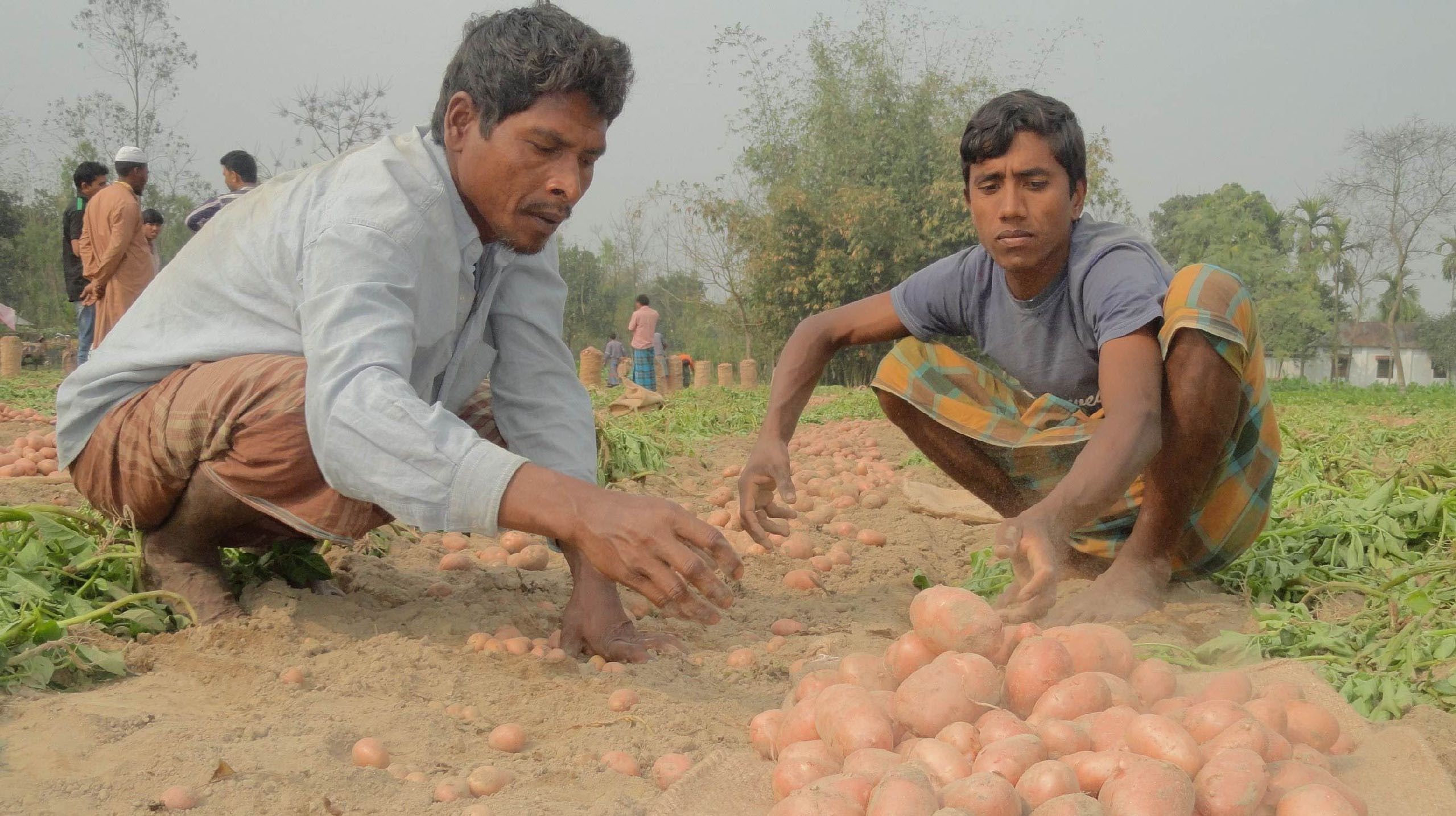 How potato prices are manipulated